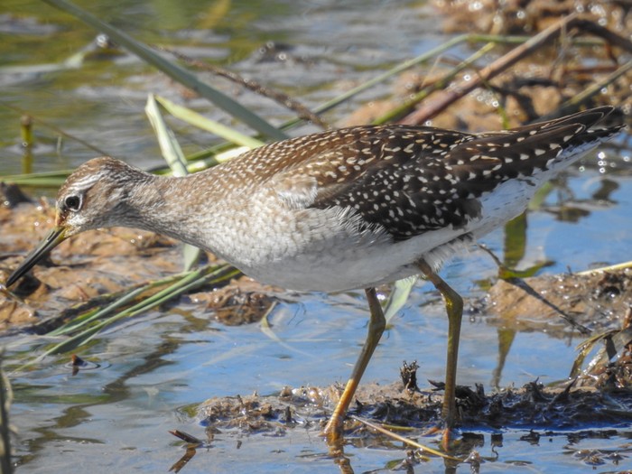 Wood Sandpiper