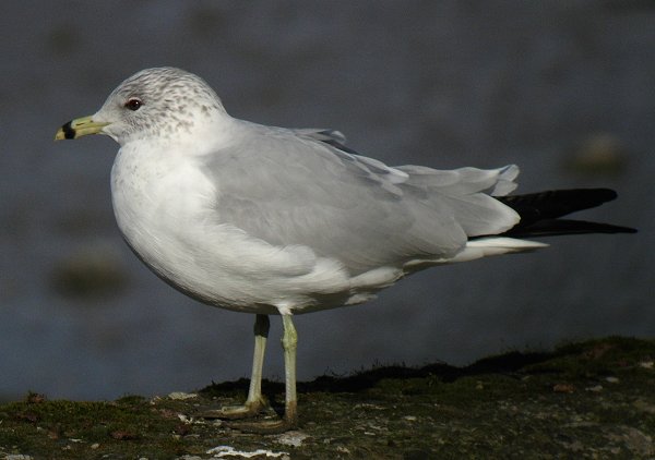 Ring-billed Gull