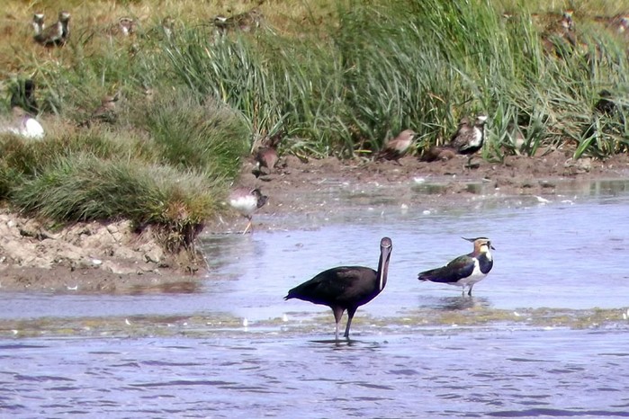 Glossy Ibis