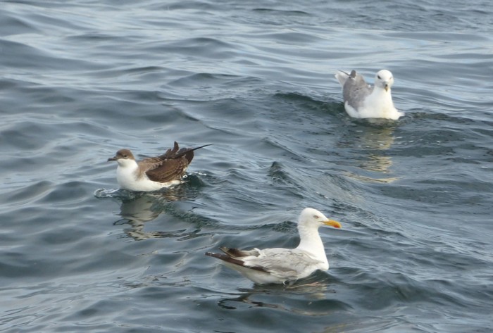Great Shearwater