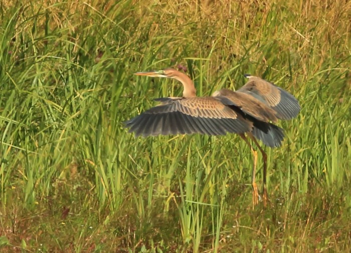 Purple Heron