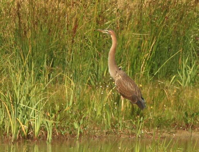 Purple Heron