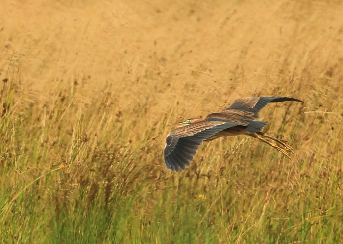 Purple Heron