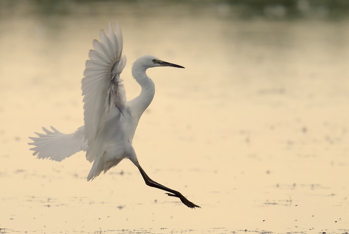 Little Egret