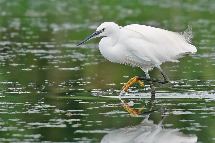 Little Egret