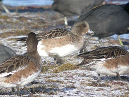 American Wigeon