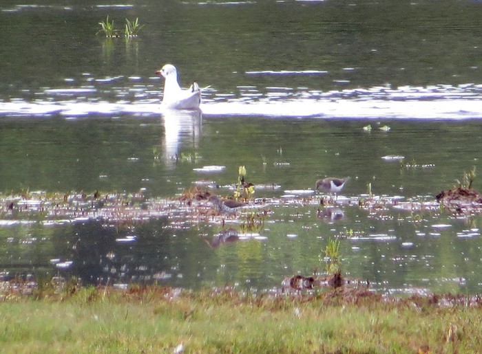 Spotted Sandpiper