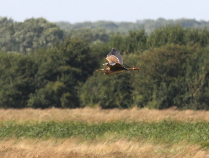 Purple Heron