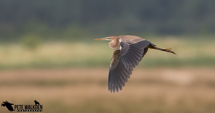 Purple Heron
