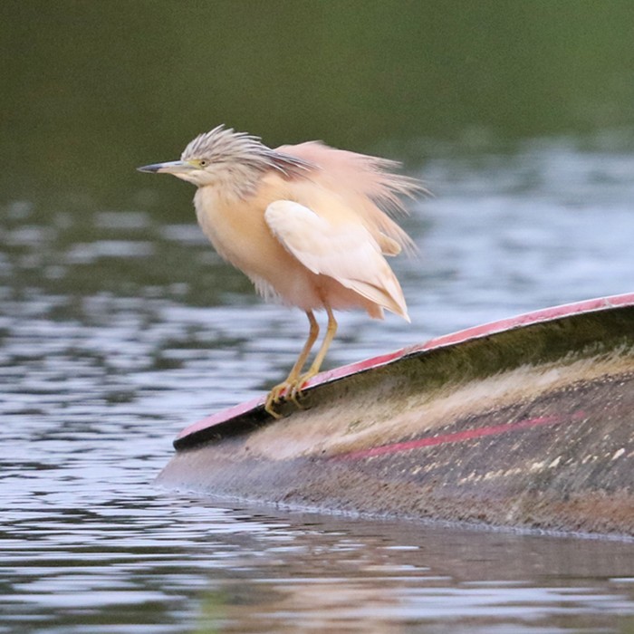Squacco Heron