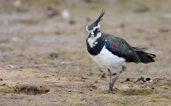 Lapwing