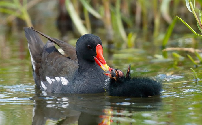 Moorhen