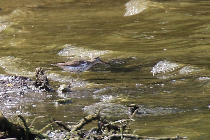Spotted Sandpiper
