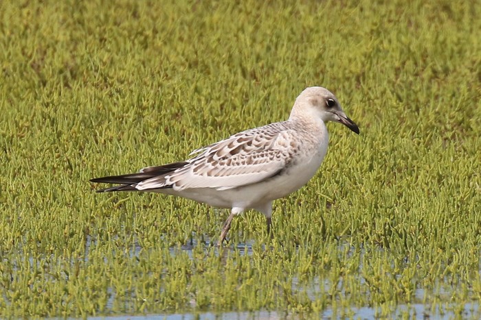 Mediterranean Gull