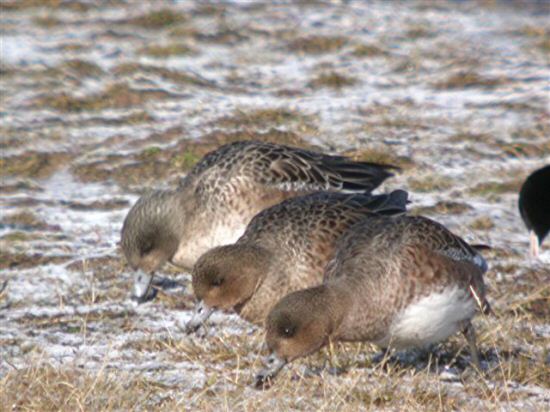 American Wigeon