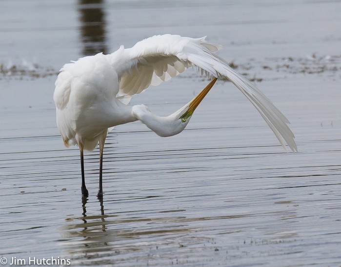 Great White Egret