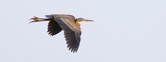 Purple Heron