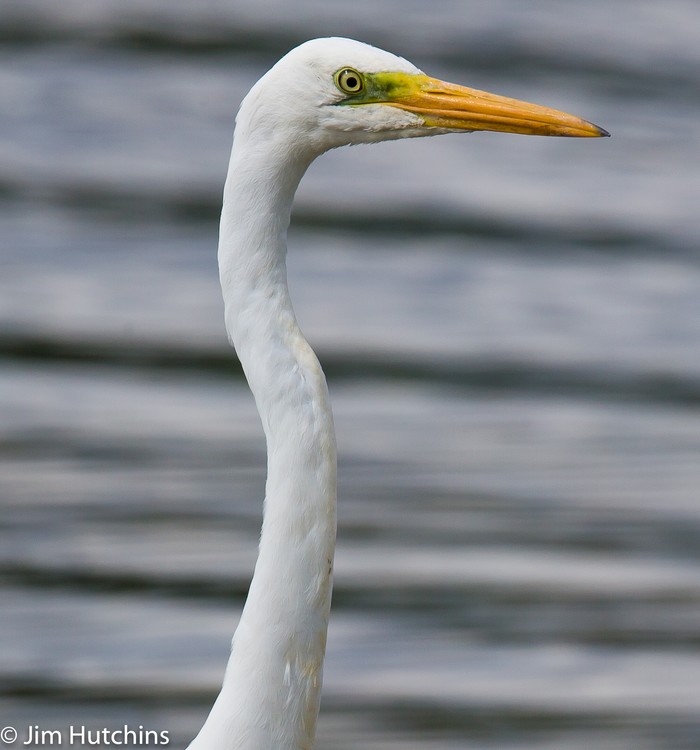 Great White Egret