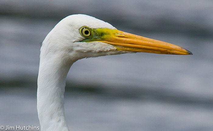 Great White Egret