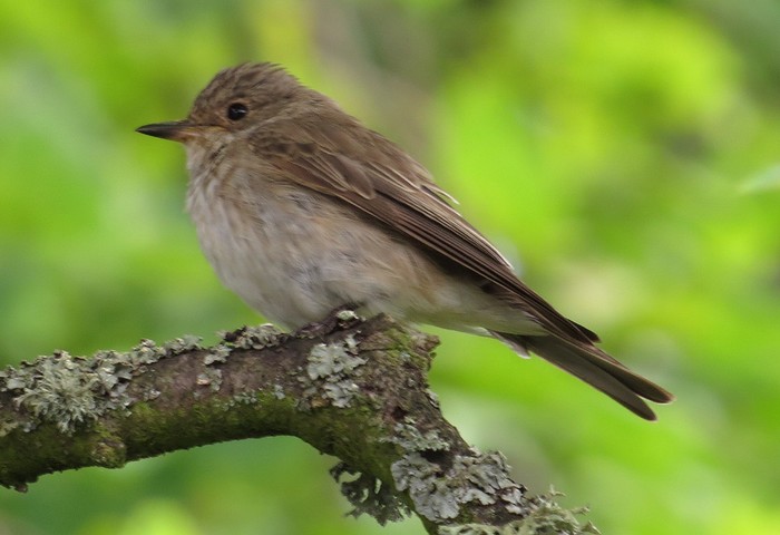 Spotted Flycatcher