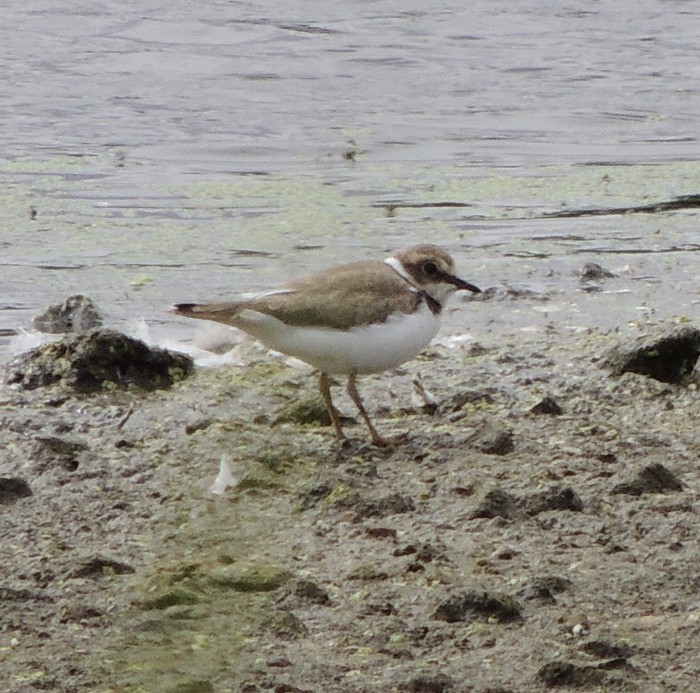 Little Ringed Plover