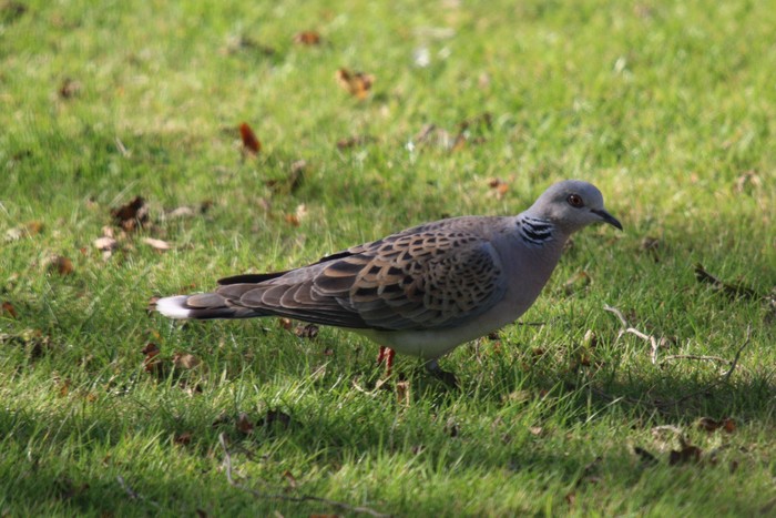 Turtle Dove
