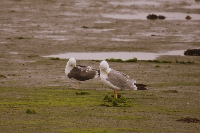 Yellow-legged Gull