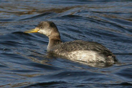 Red-necked Grebe