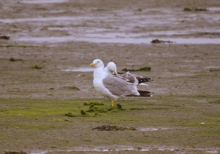 Yellow-legged Gull