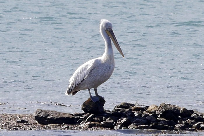 Dalmatian Pelican