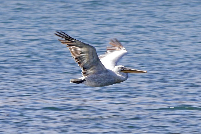 Dalmatian Pelican