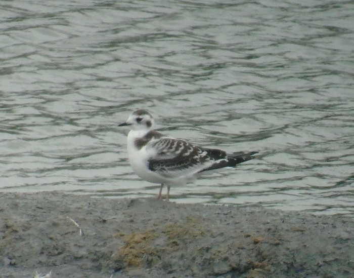 Little Gull
