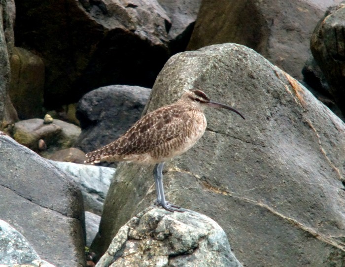 Hudsonian Whimbrel