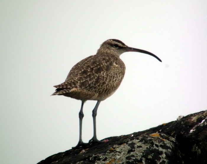 Hudsonian Whimbrel