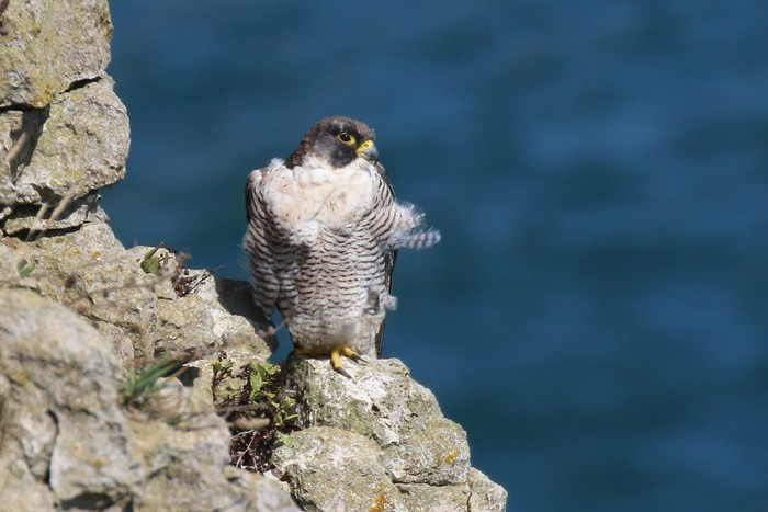 Peregrine