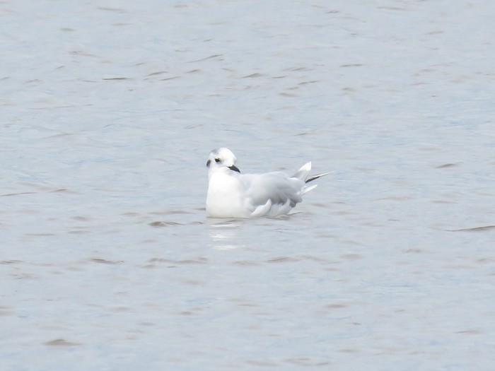 Little Gull