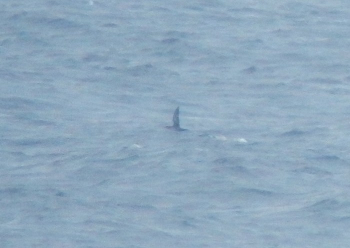 Balearic Shearwater