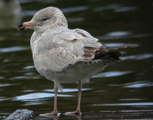 Ring-billed Gull