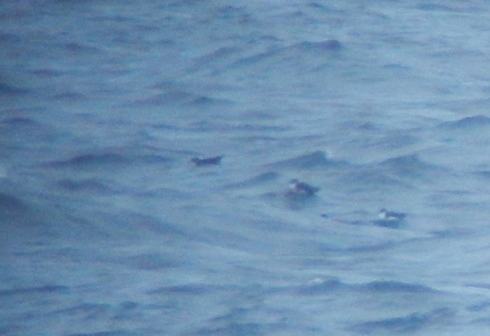 Balearic Shearwater
