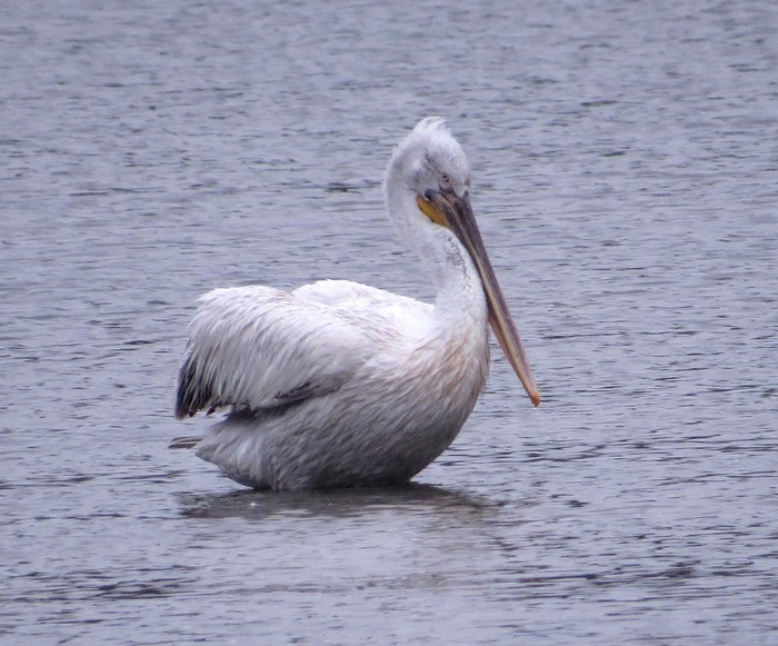 Dalmatian Pelican