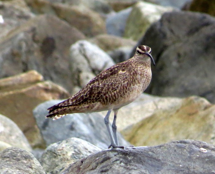 Hudsonian Whimbrel