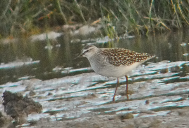 Wood Sandpiper