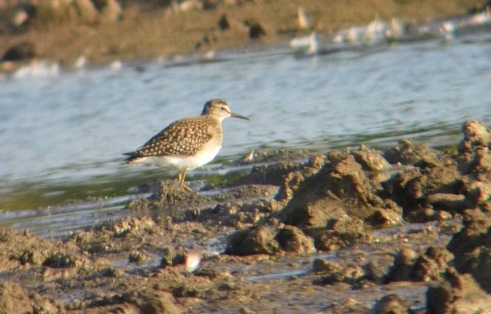 Wood Sandpiper