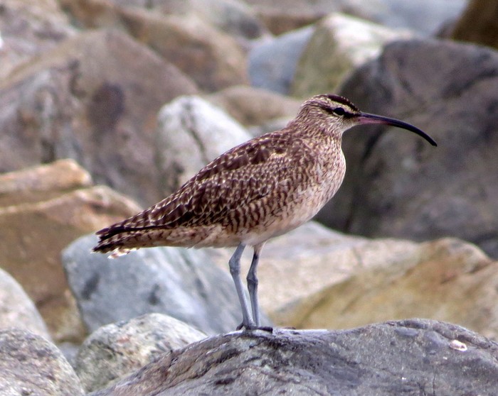 Hudsonian Whimbrel