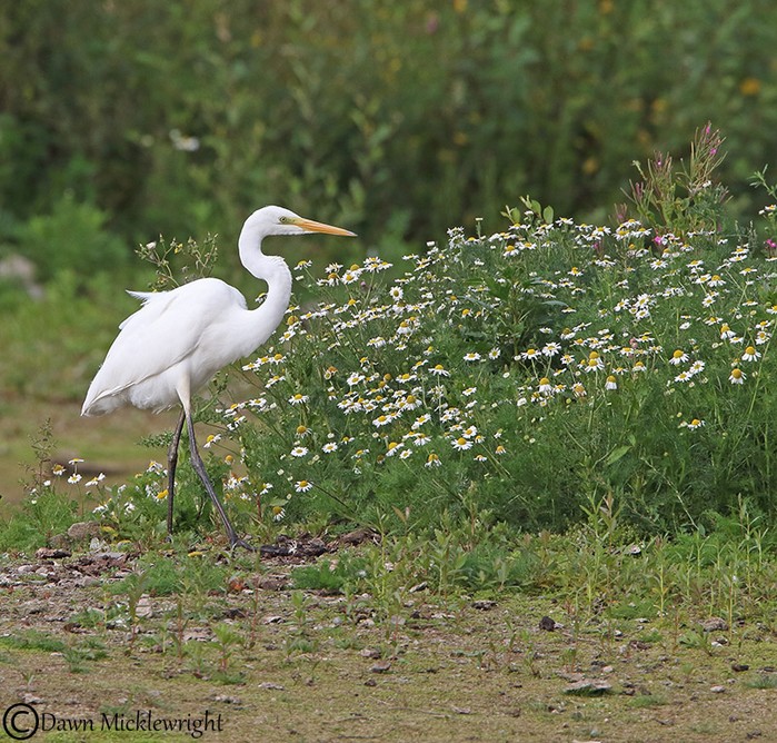 Great White Egret