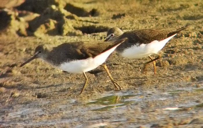 Green Sandpiper