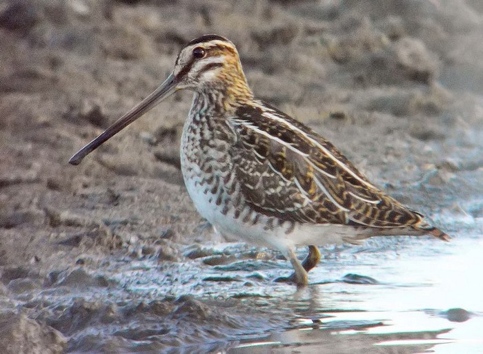 Snipe