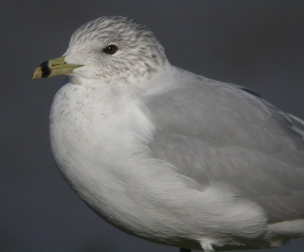 Ring-billed Gull