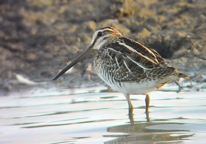 Snipe