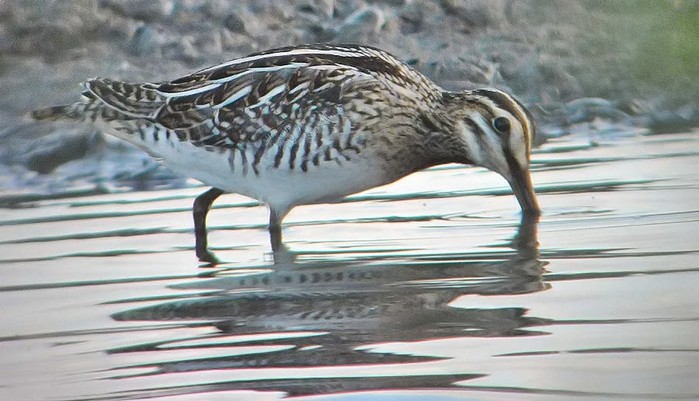 Snipe